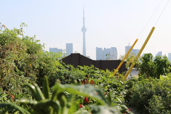 green roof with CN tower in background